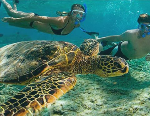 Swim whit turtles Tour - Tours en Playa del Carmen