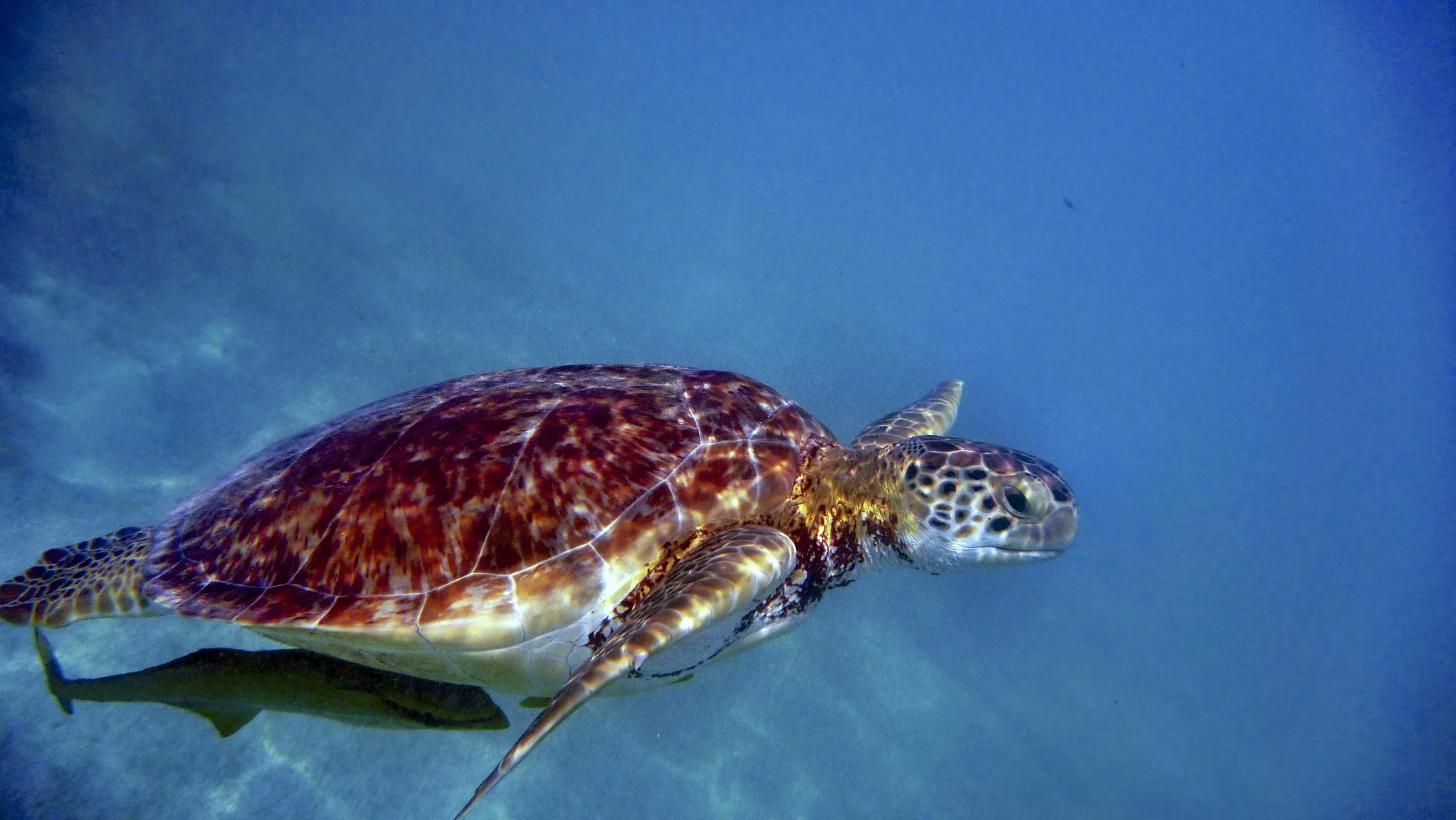 Cenote y nado con tortugas marinas - Tours en Playa del Carmen