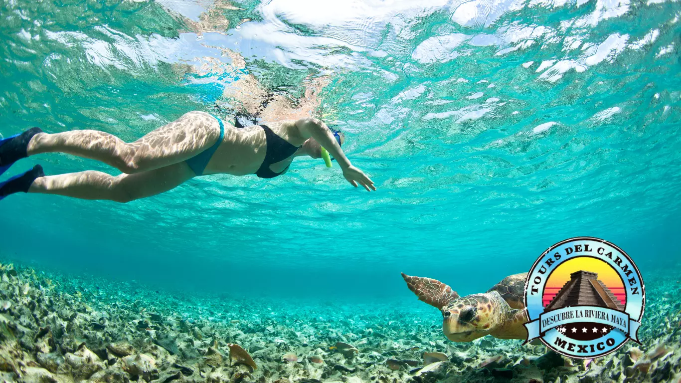 Tours Snorkel - Tours del Carmen